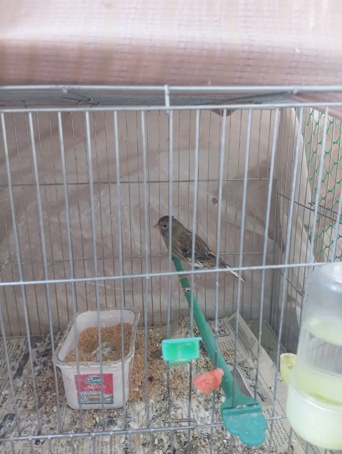 قناری نر|پرنده|بیرجند, |دیوار