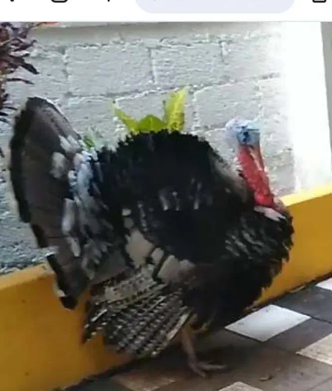 بو قلمون ارگانیک|حیوانات مزرعه|همدان, |دیوار