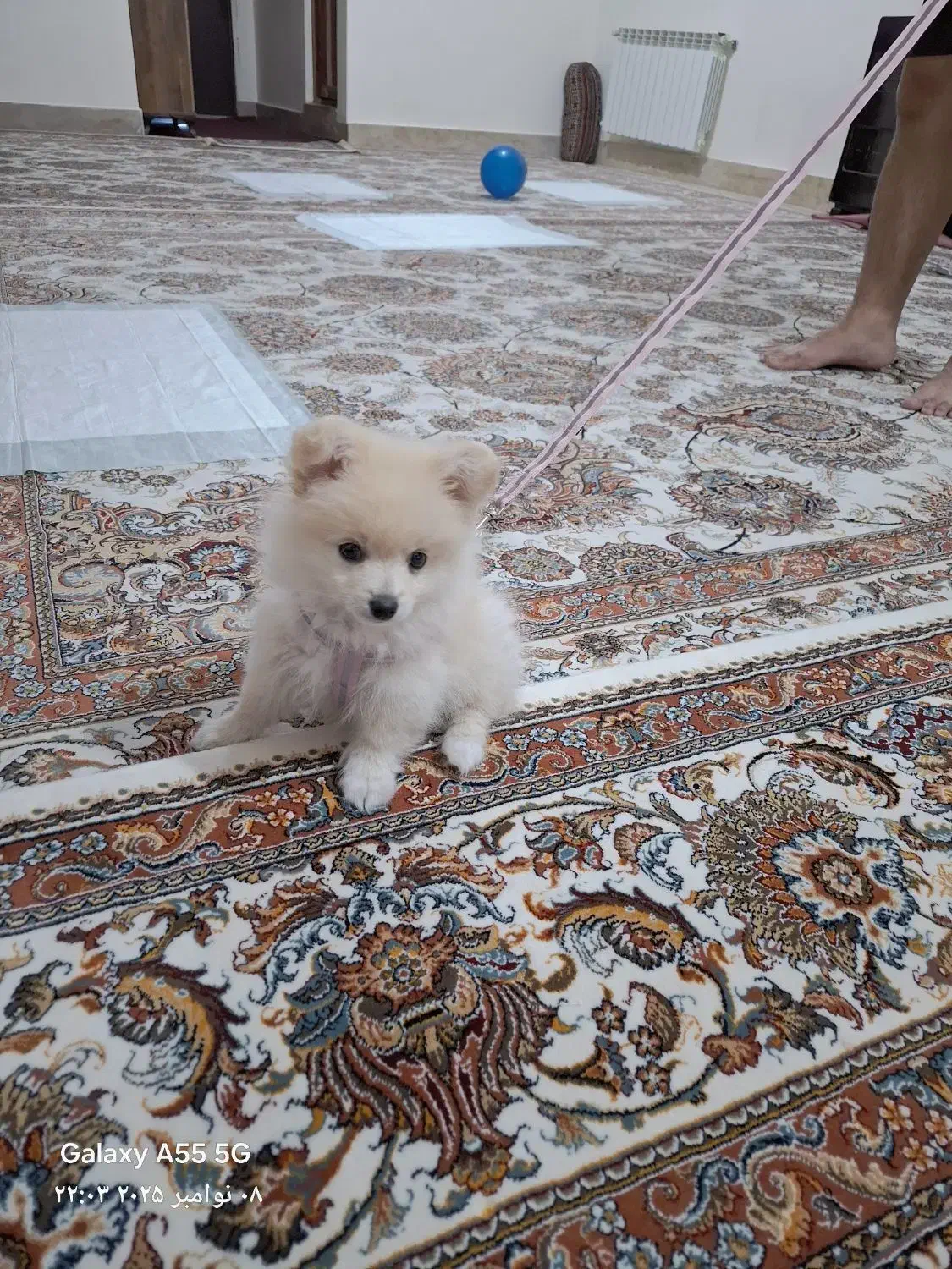 فروش سگ خانگی|سگ|یاسوج, |دیوار