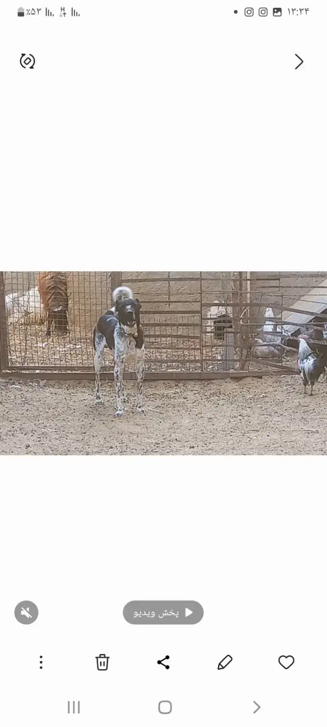 توله سگ|سگ|شهرکرد, |دیوار