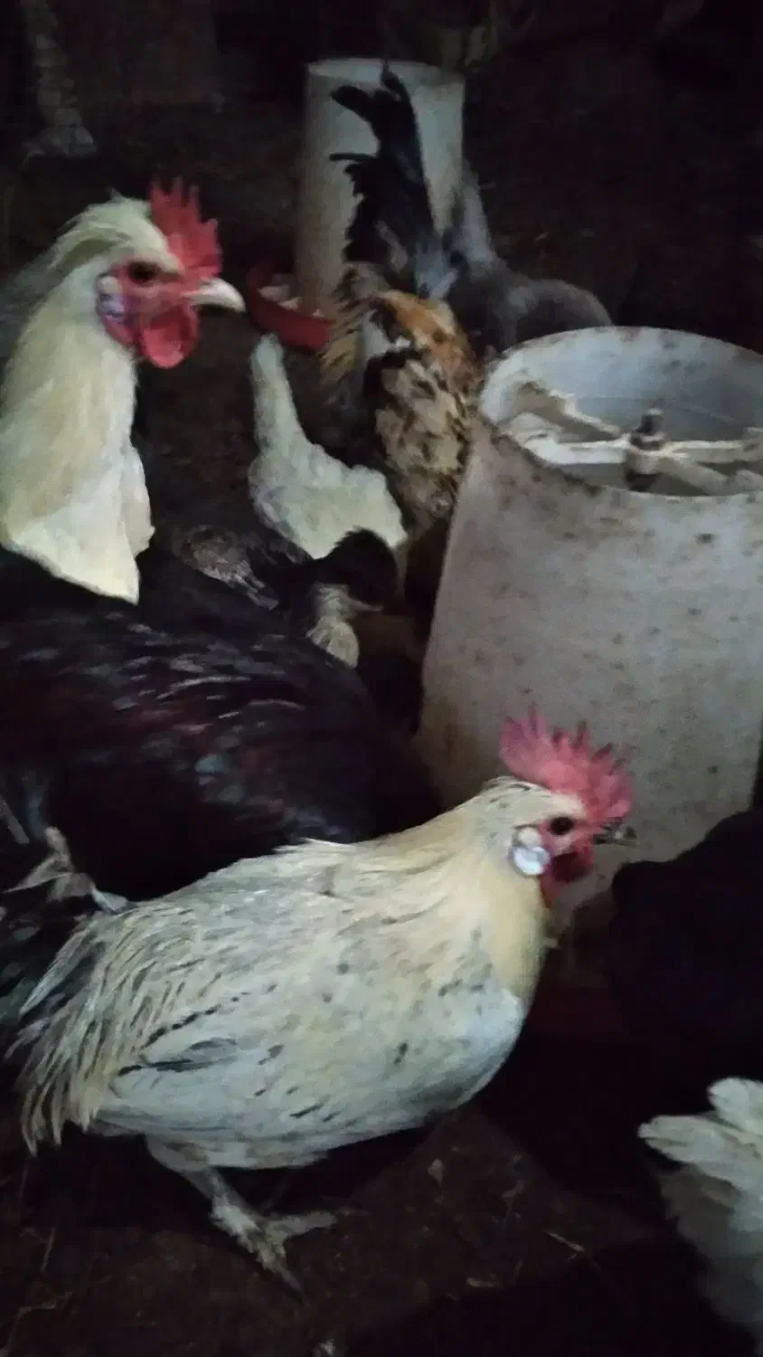 خروس جوان وارگانیک محلی|حیوانات مزرعه|فشاپویه, |دیوار