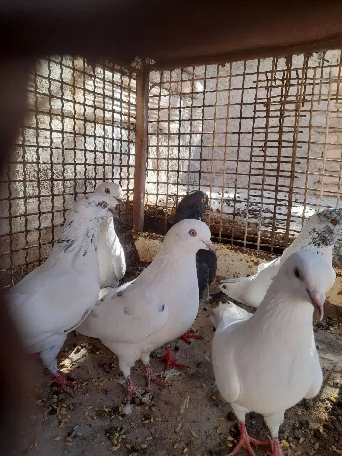 تعدادی کبوتر کله ای زاغ سفید سرور|پرنده|بافت, |دیوار