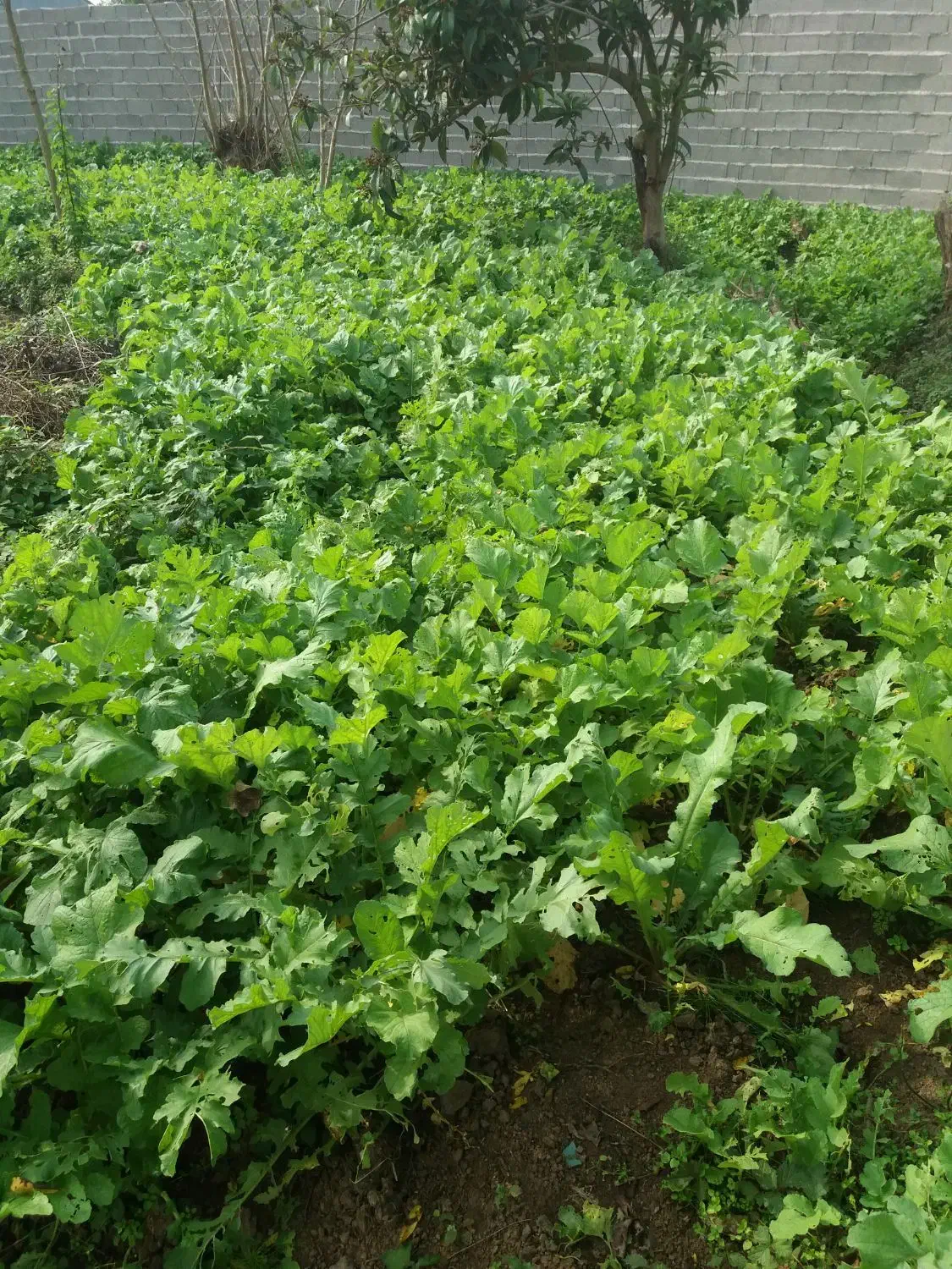 انواع سبزیجات محلی برگ سیر،یرالماسی|خوردنی و آشامیدنی|رشت, فخب|دیوار