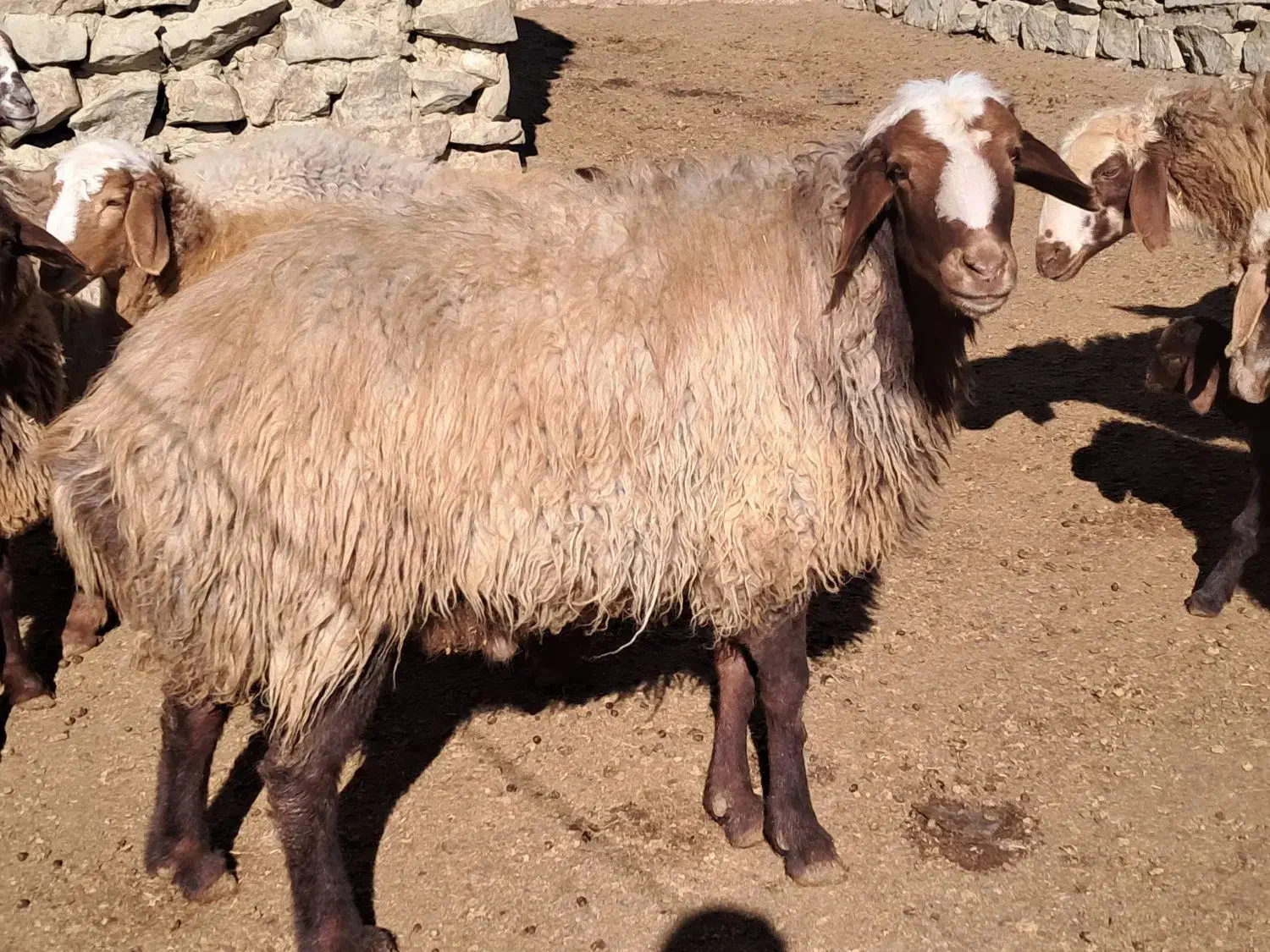 قوچ هترو|حیوانات مزرعه|راز وجرگلان, |دیوار