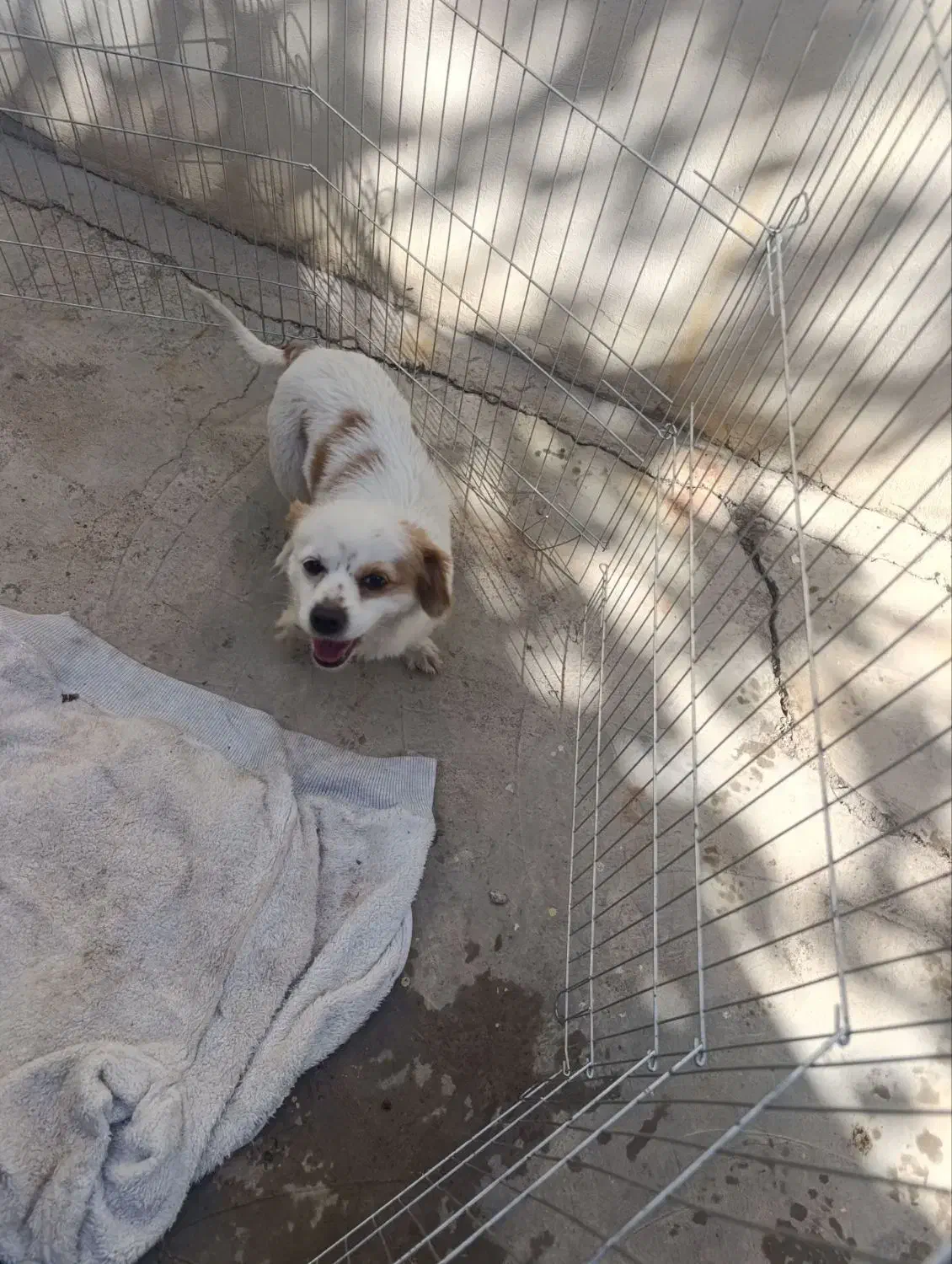 اشپیتز|سگ|مسجد سلیمان, |دیوار