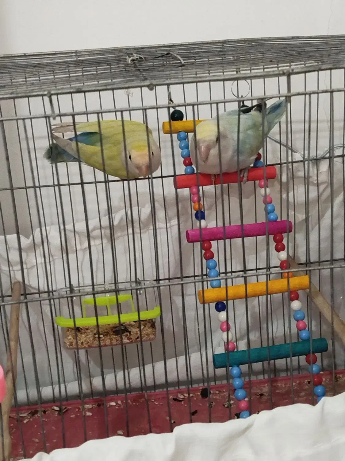 جفت طوطی برزیلی|پرنده|ارومیه, |دیوار