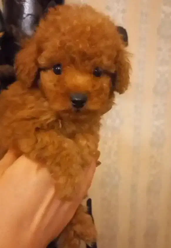 توی پودل اورجینال|سگ|قدس, شهرقدس|دیوار