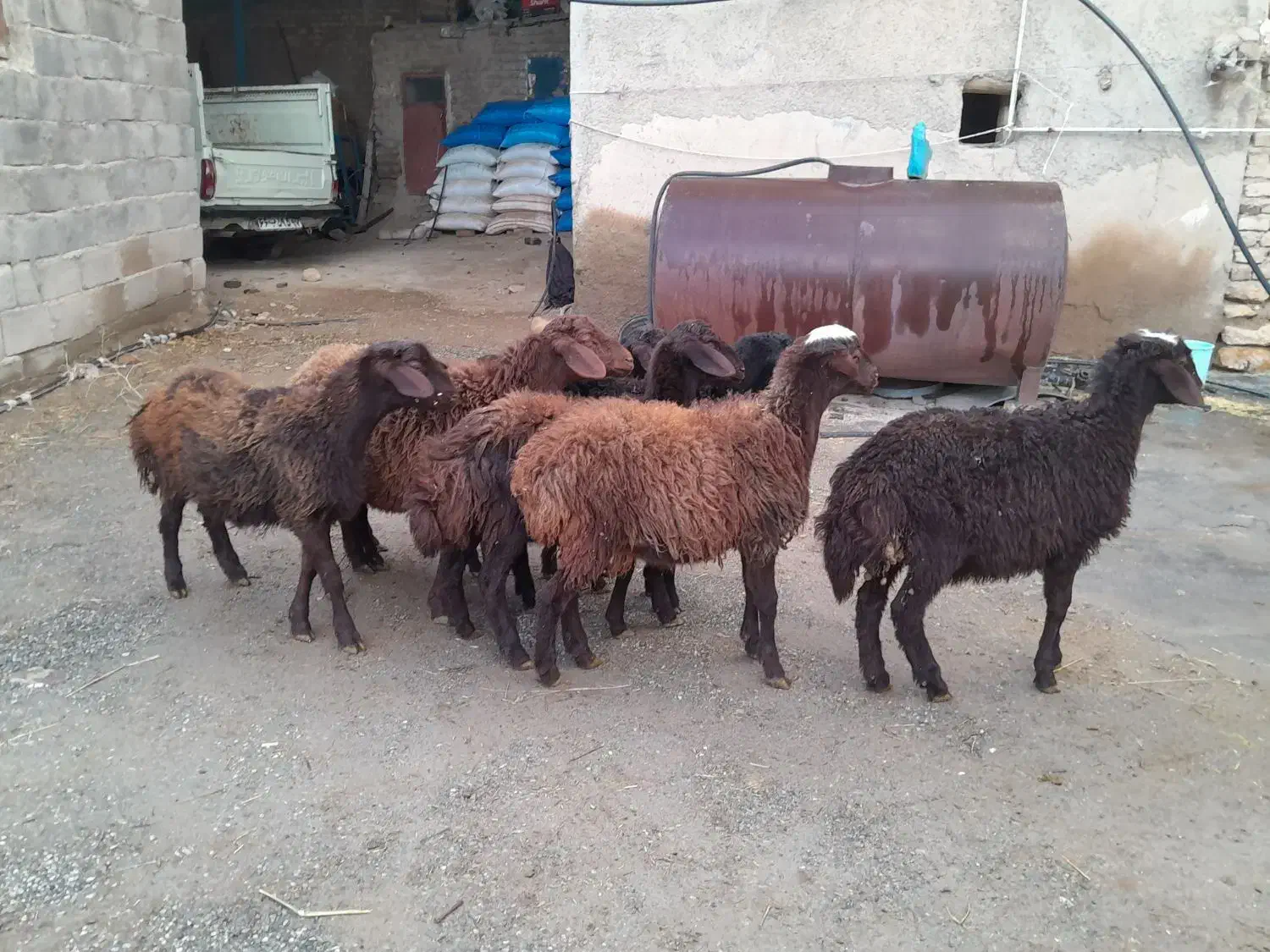 ۸راس بره گوسفند|حیوانات مزرعه|باغ حلی, |دیوار