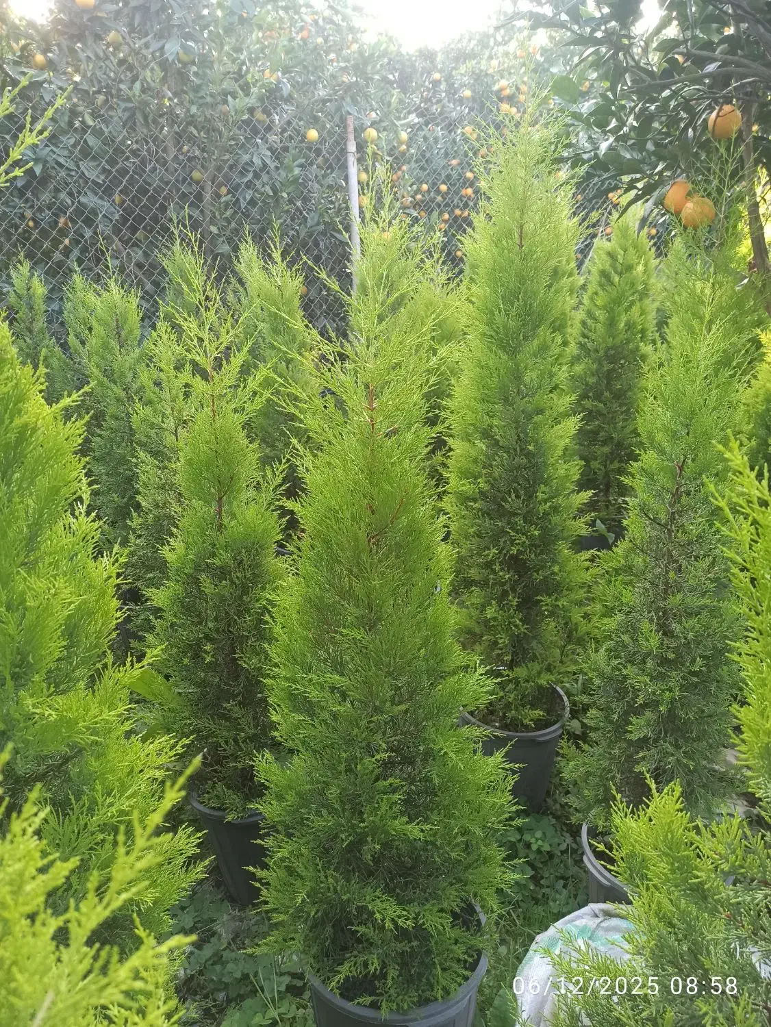 لاوسون.کاج طلایی|گل و گیاه طبیعی|چابکسر, |دیوار