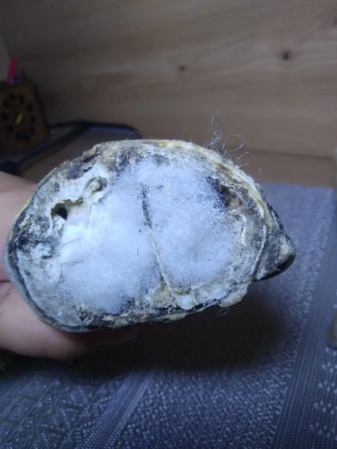 شاخ قوچ|کلکسیون اشیاء عتیقه|تهران, شهرک محلاتی|دیوار