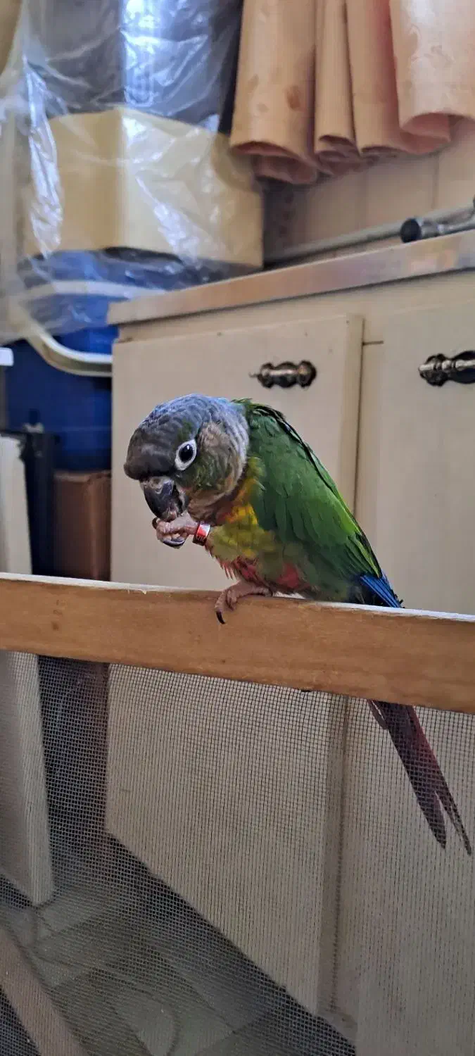 گرینچیک، حلقه پا، سخنگو و نر|پرنده|تبریز, |دیوار