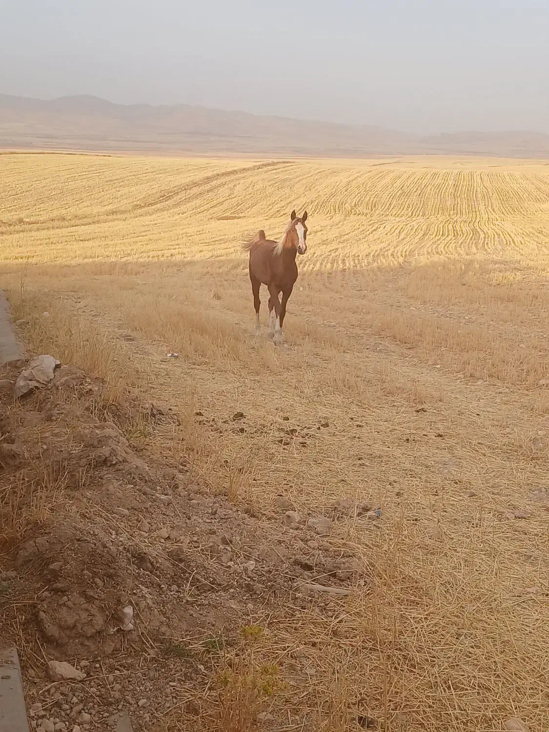 اسب|اسب و تجهیزات اسب‌سواری|دوتپه, |دیوار