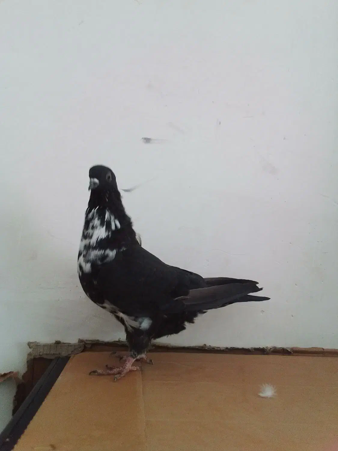 کبوتر|پرنده|مسجد سلیمان, |دیوار