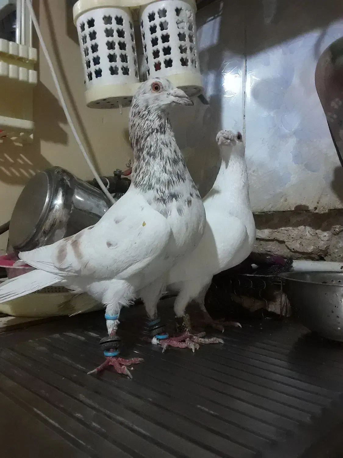 ۳تا کفتر غریب|پرنده|بجنورد, |دیوار