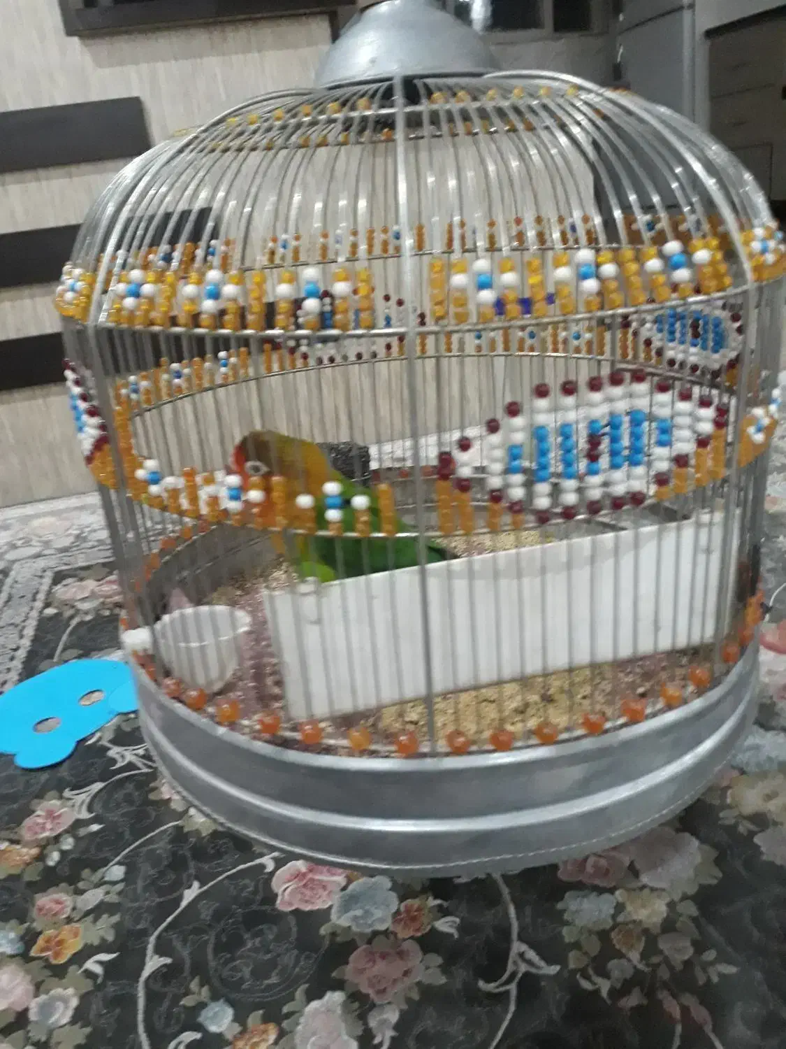 طوطی برزیلی|پرنده|اسلامشهر, شهرک انبیا|دیوار