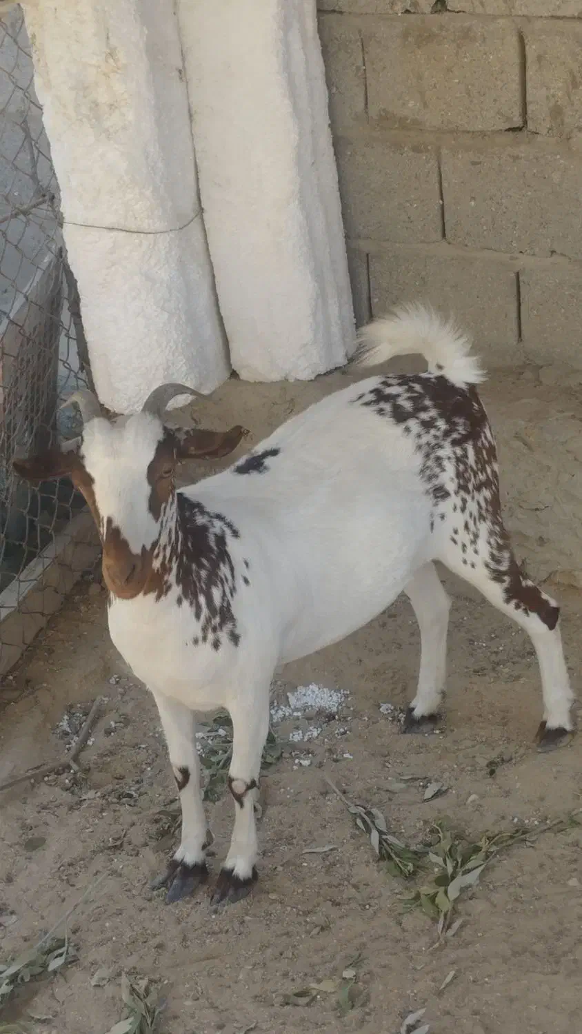 گیسهنزار|حیوانات مزرعه|قشم, |دیوار