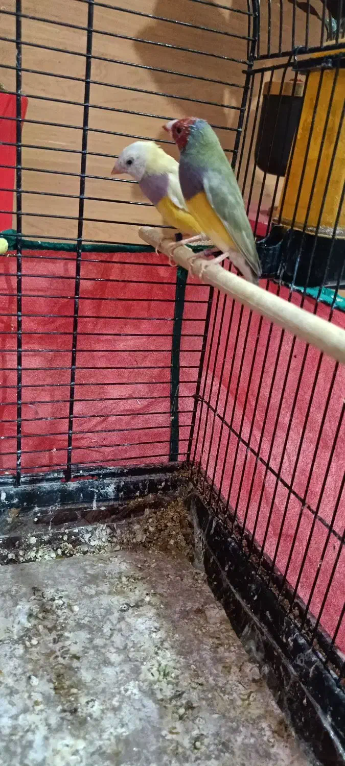 فنچ گلدین|پرنده|تهران, فدک|دیوار