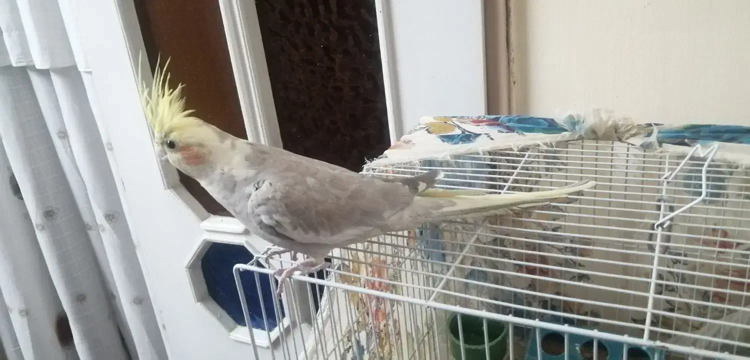 عروس هلندی|پرنده|طرقبه, |دیوار