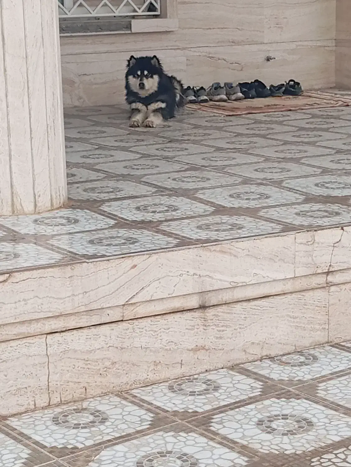 گمشده|حیوانات|یاسوج, |دیوار