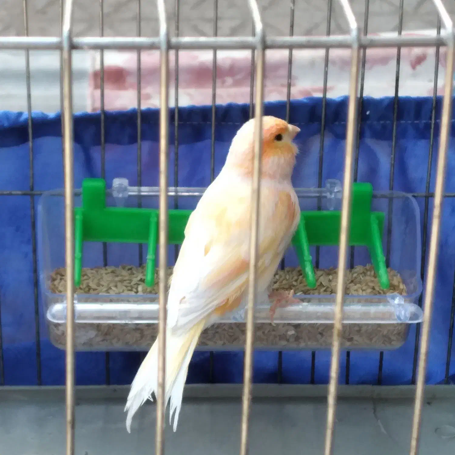 قناری|پرنده|تهران, میدان میوه و تره‌بار مرکزی|دیوار