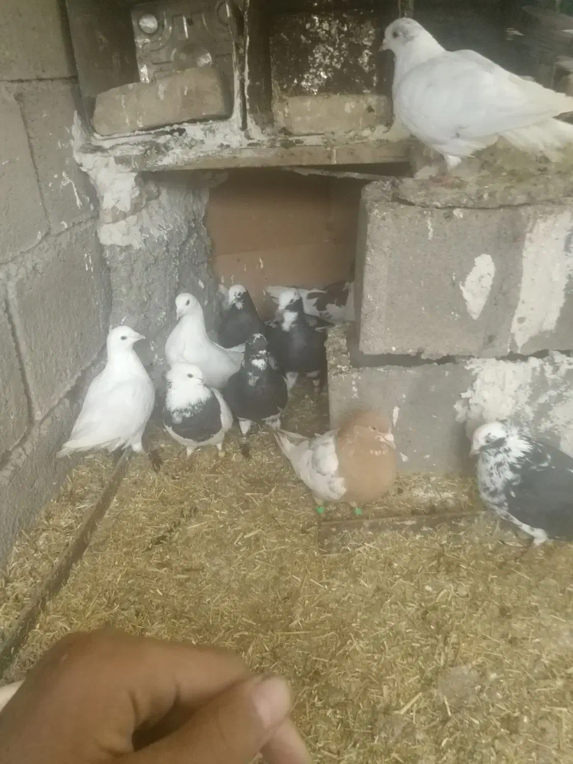 کفتر زد وخورد|پرنده|بجستان, |دیوار