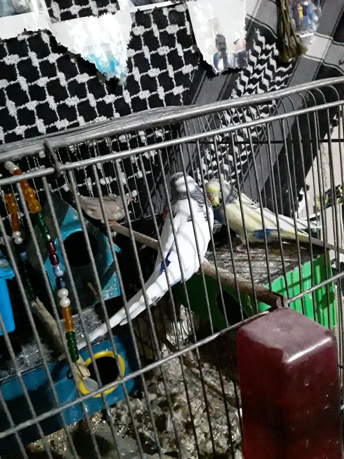 عروس فنج مرغ عشق کفتر نقشی پرشی ساتن غلاغع|پرنده|پیر بکران, |دیوار