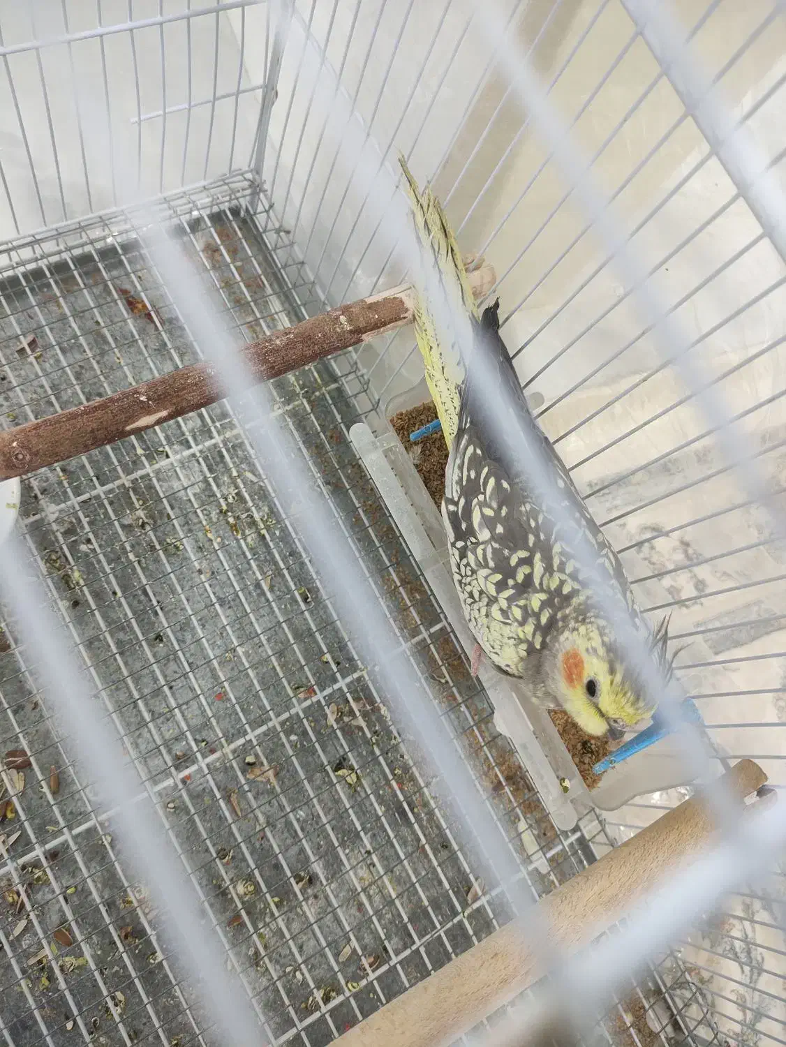 عروس هلندی ماده بالغ|پرنده|سبزوار, فیاض|دیوار