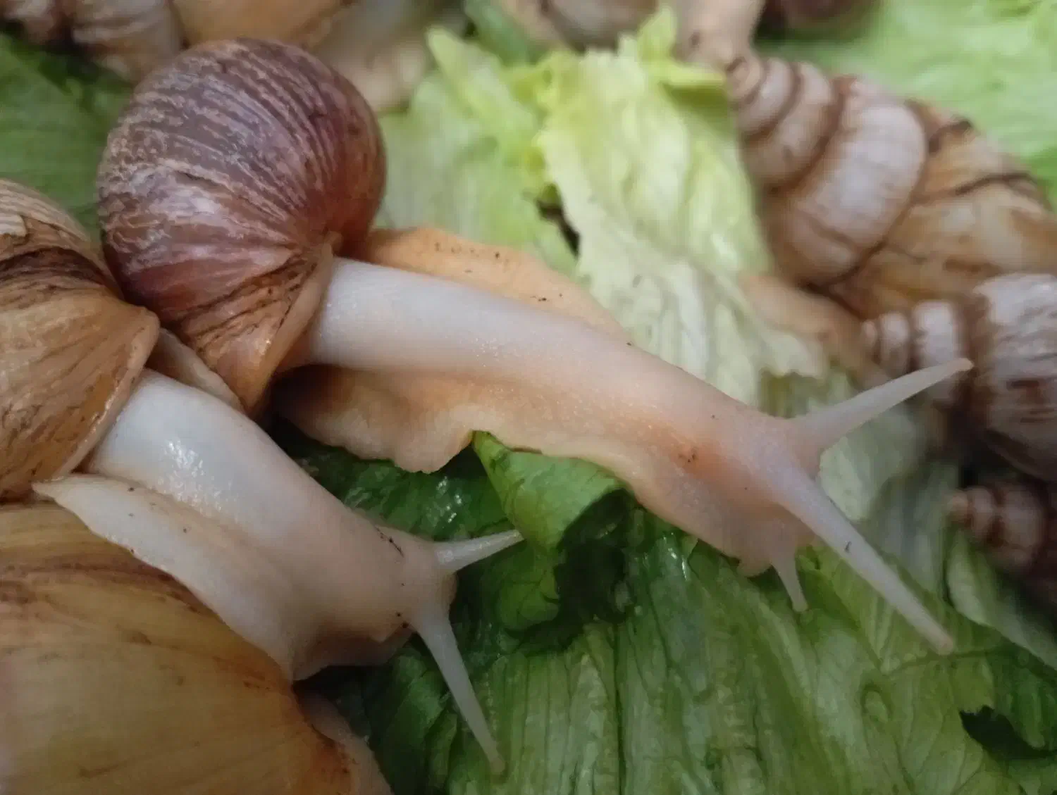 حلزون البینو|خزنده|قم, نیروگاه|دیوار