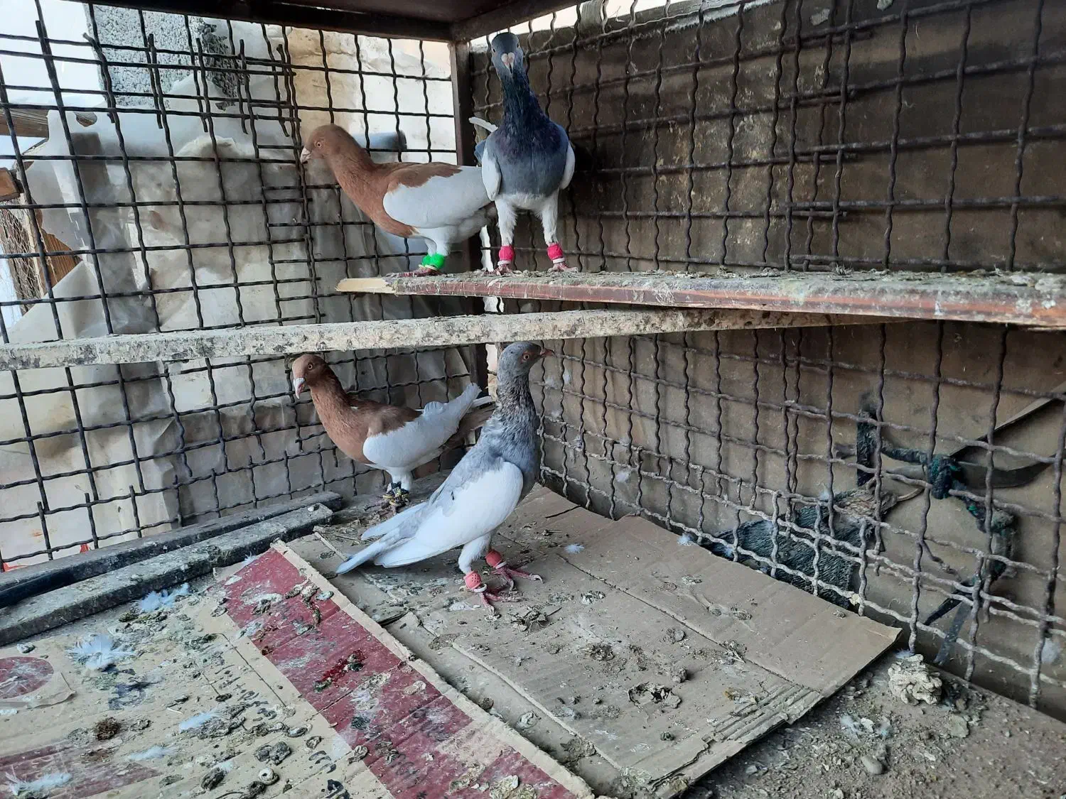 دم سفید|پرنده|آبیک, |دیوار