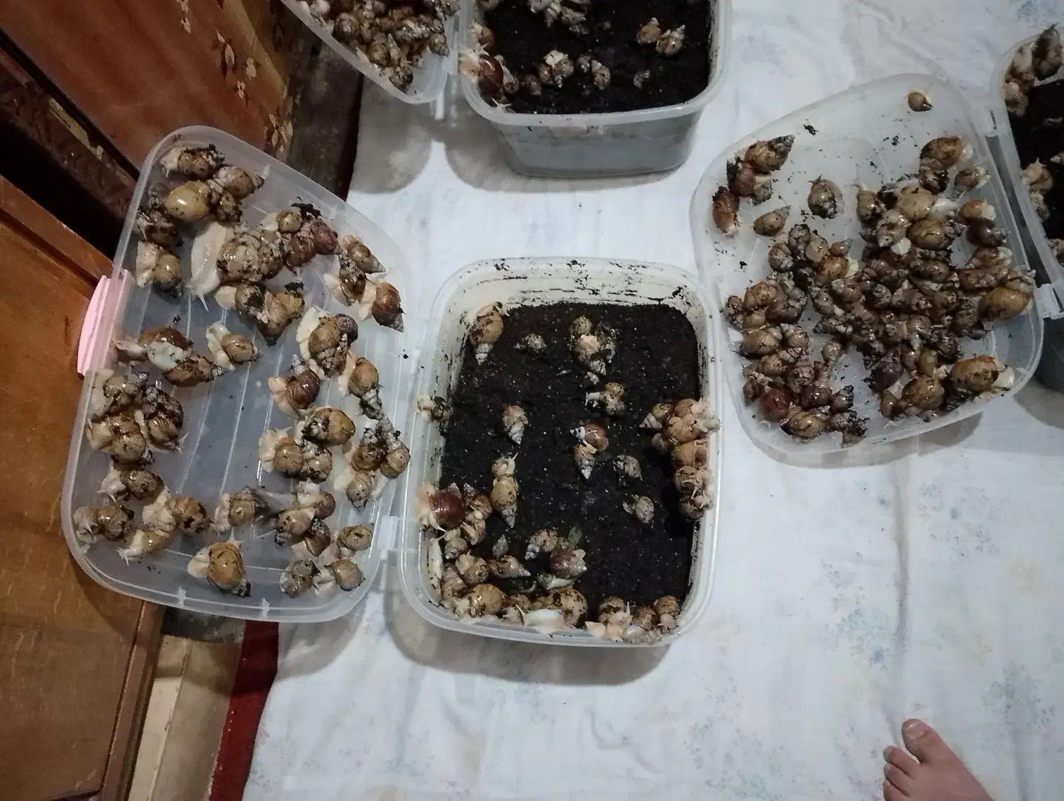 فروش حلزون اچاتینا آلبیون|خزنده|شهرکرد, |دیوار