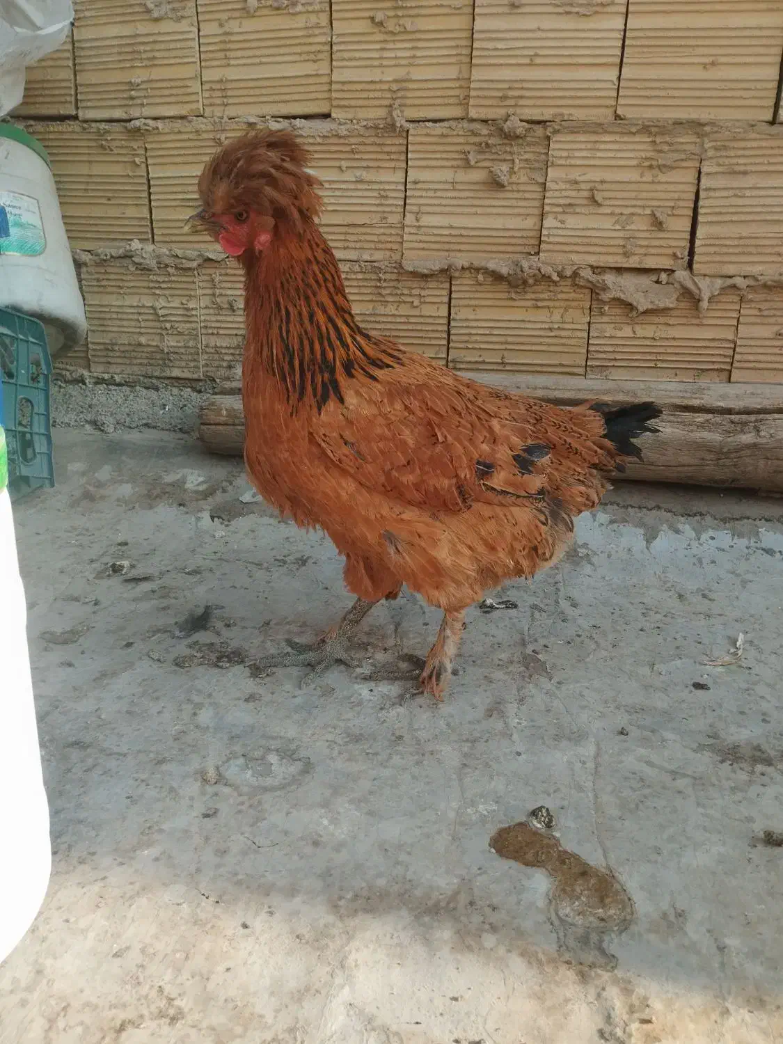 مرغ دورگه|حیوانات مزرعه|بهارستان, |دیوار