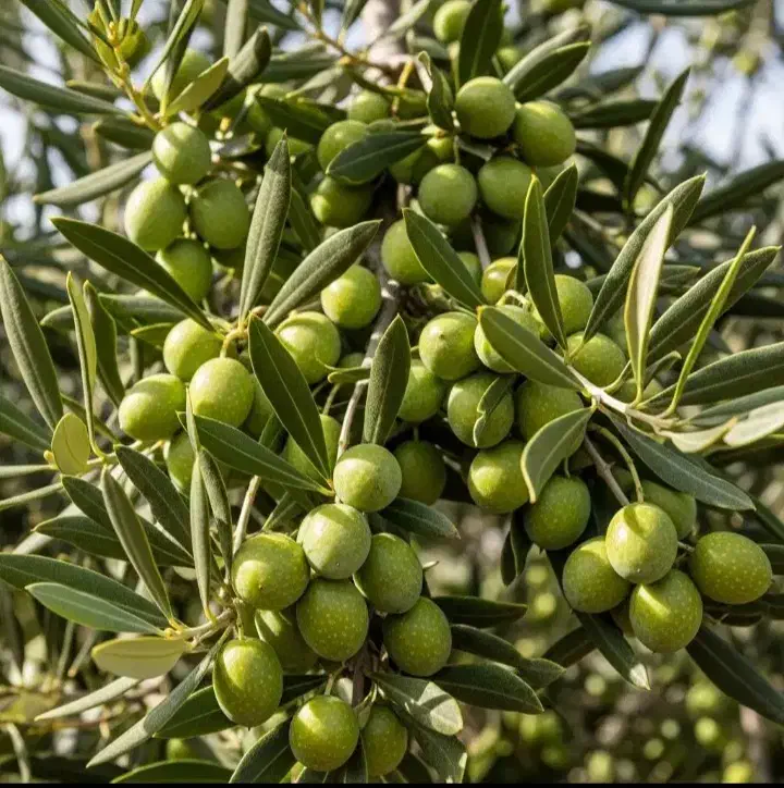 پخش انواع نهال های درجه یک با نژاد برتر|خدمات باغبانی و درختکاری|ابهر, |دیوار