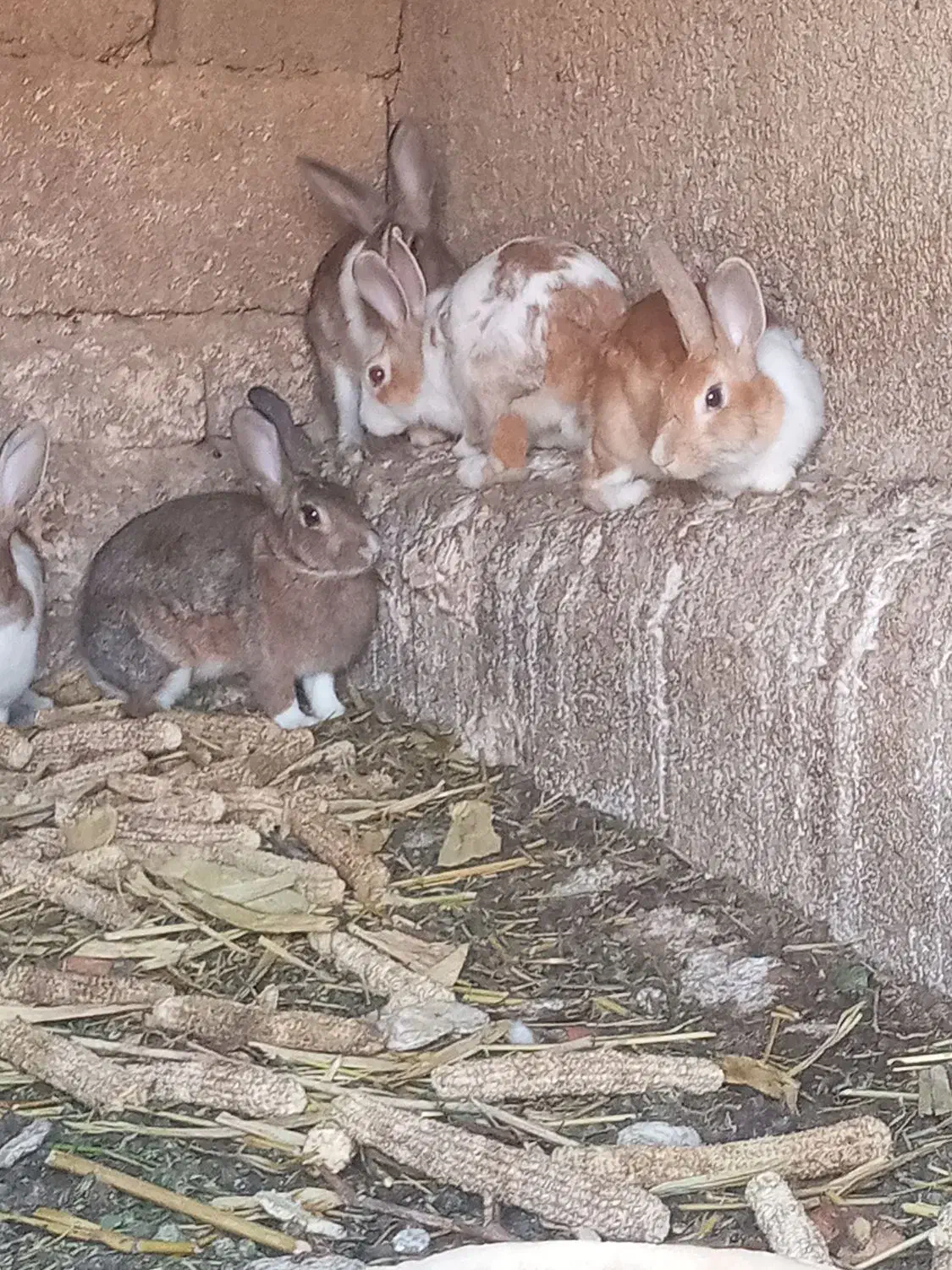 خرگوش|موش و خرگوش|دشت ذهاب, |دیوار