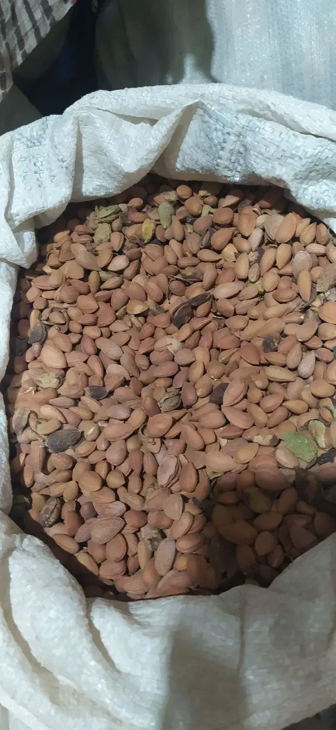 گردو بادام|حراج|لردگان, |دیوار