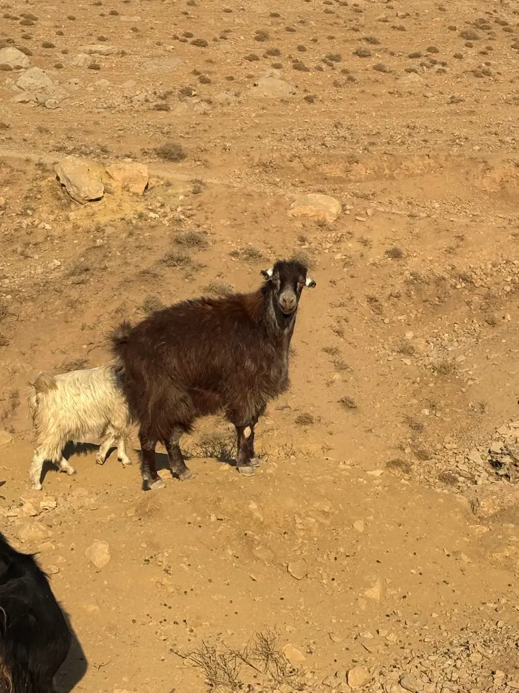 بره گوشتی بز‌گوشتی|حیوانات مزرعه|هشتگرد, خور|دیوار