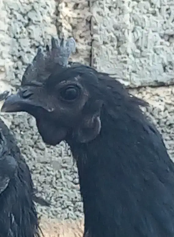 تخم مرغ ایام سمانی اصیل اندونزی|حیوانات مزرعه|شیراز, کیان آباد|دیوار