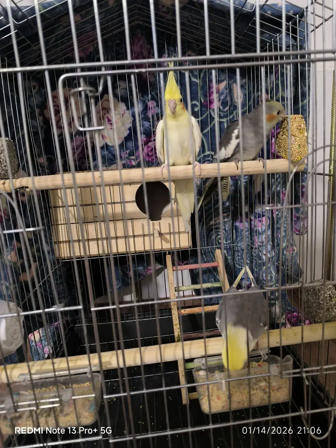 یک جفت عروس هلندی مولد|پرنده|کوهدشت, |دیوار