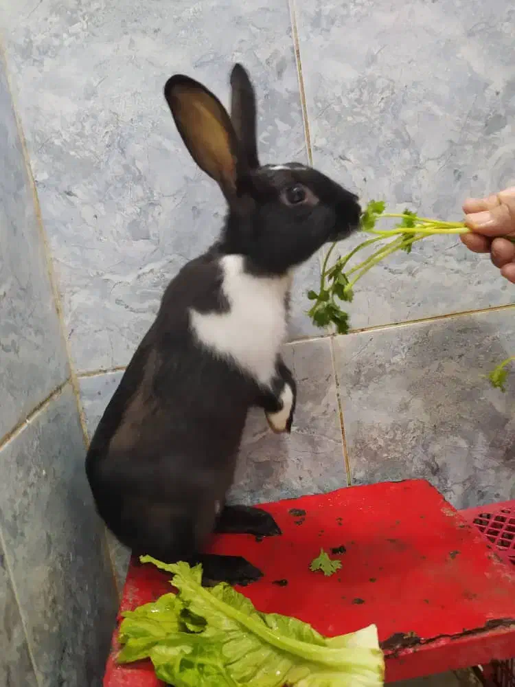 خرگوش|موش و خرگوش|دزفول, |دیوار