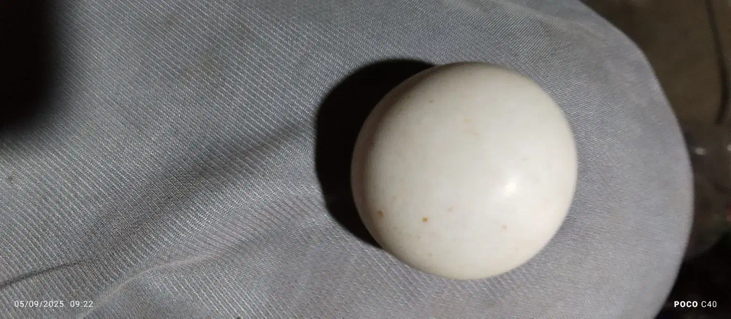 سنگ قیمتی|کلکسیون اشیاء عتیقه|دامغان, |دیوار