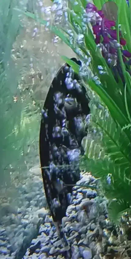 ماهی بلک گوست (روح شب)|ماهی|اصفهان, سرتاوه|دیوار