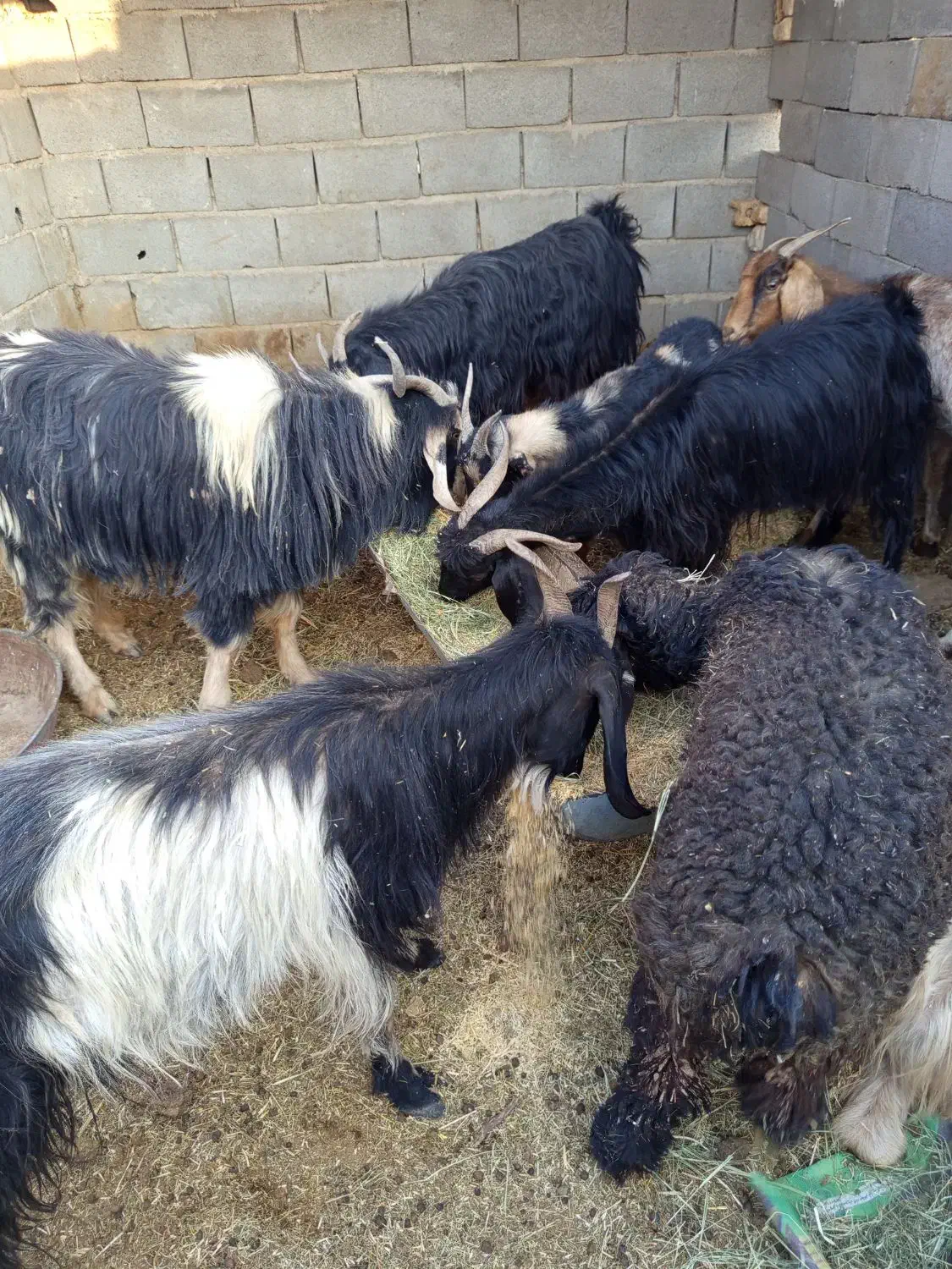 بز و دوبر|حیوانات مزرعه|شیراز, آبیاری|دیوار