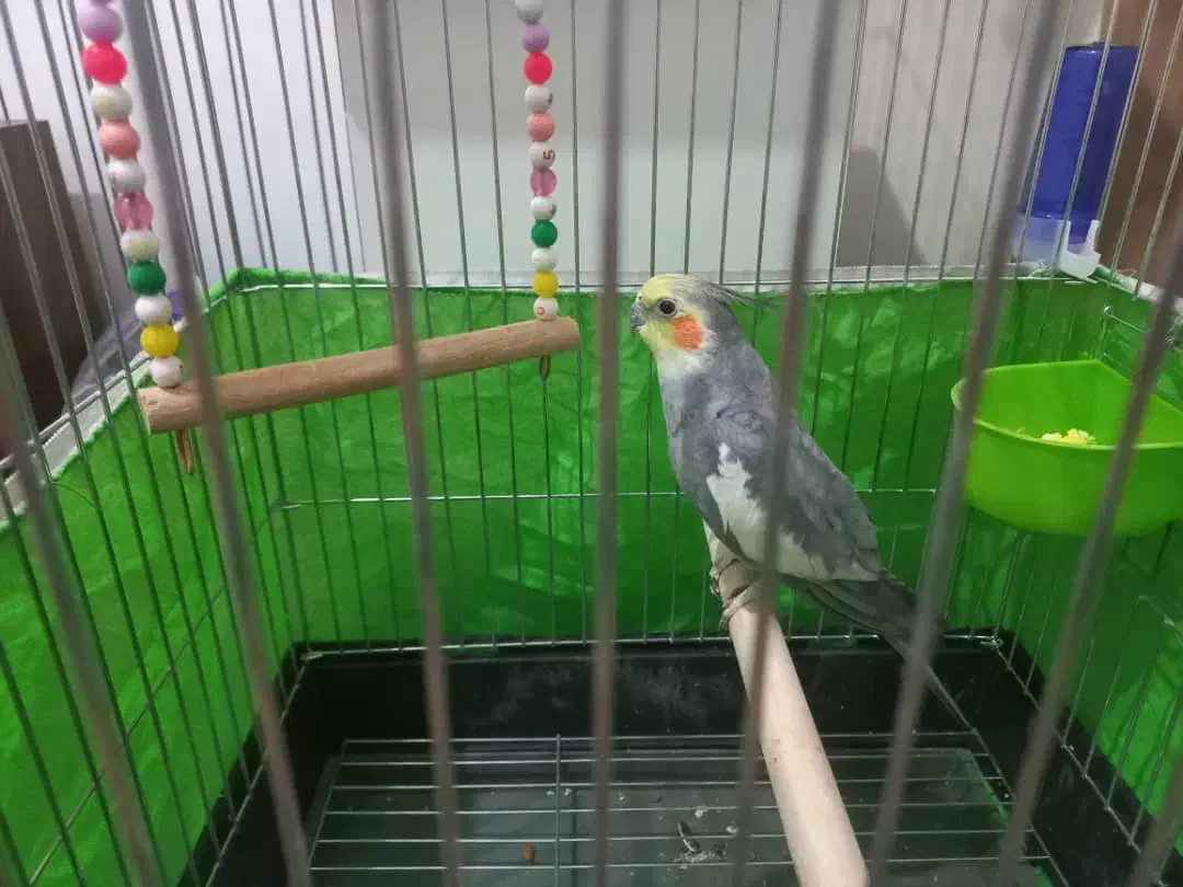 عروس هلندی نر|پرنده|کرج, شهرک بنفشه|دیوار