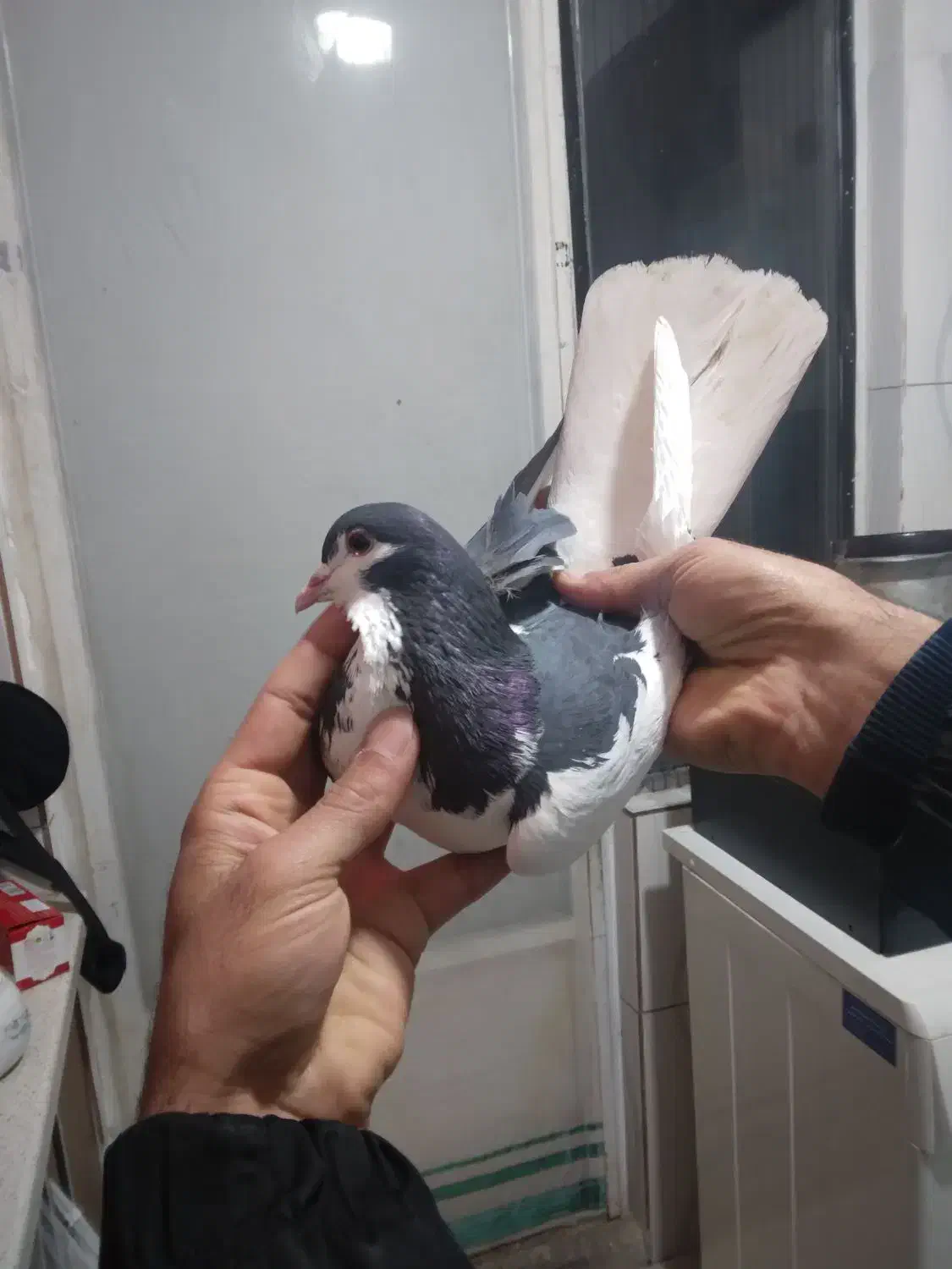 کفتر چادری|حیوانات|بومهن, |دیوار