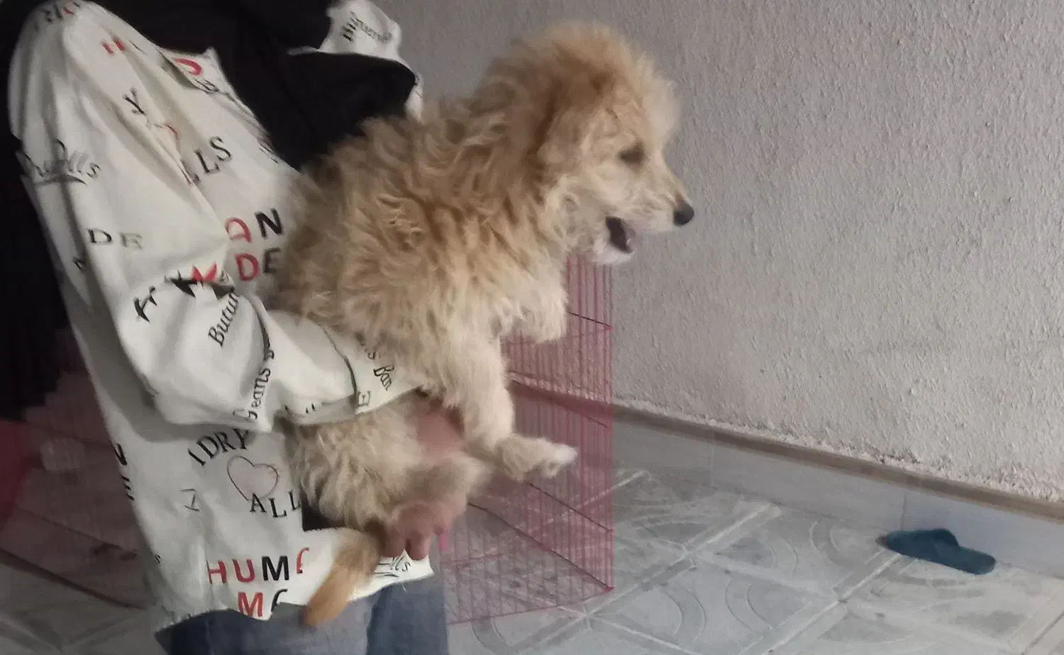 پاپی خوشکل اما بازیگوش|سگ|فسا, |دیوار