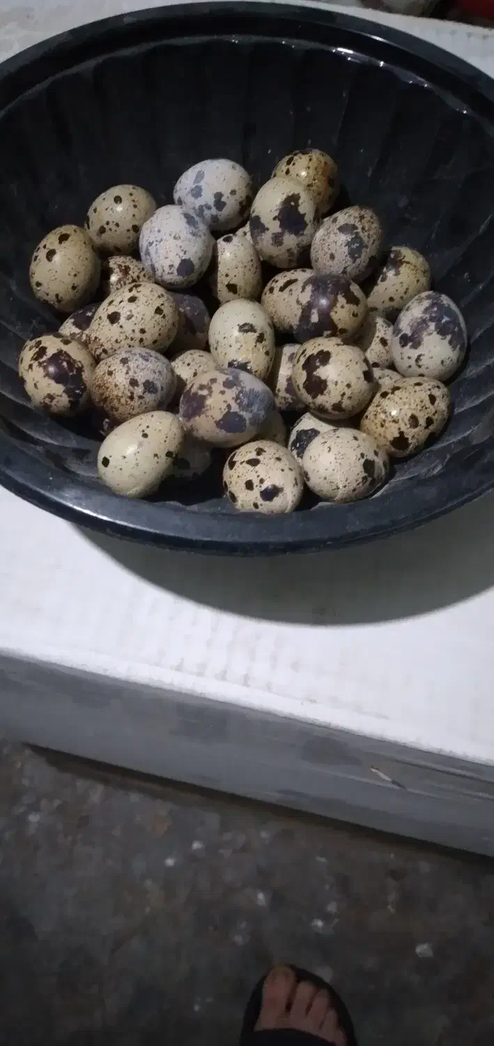 تخم نطفه دار بلدرچین|حیوانات مزرعه|آمل, |دیوار