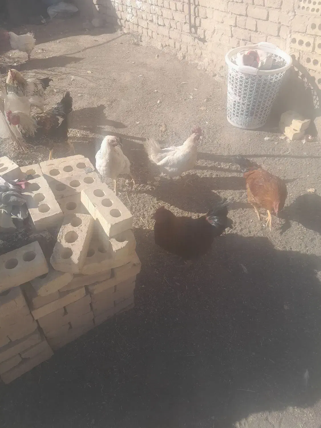 مرغ‌فروشی|حیوانات مزرعه|رضویه, |دیوار