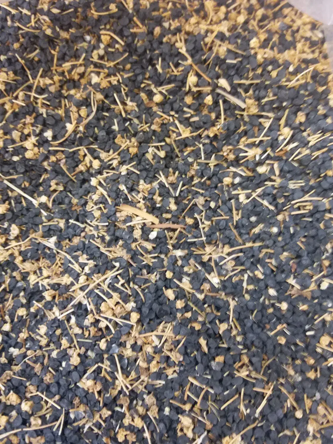 سلام بذر پیاز زرد|حراج|گلبهار, نوبهار|دیوار