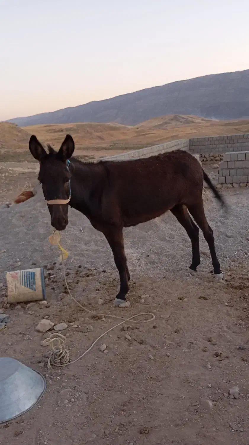 خر ماده|حیوانات مزرعه|زاگرس, |دیوار