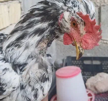 دو عدد جوجه خروس زیبا 7 ماهه|حیوانات مزرعه|جهرم, |دیوار