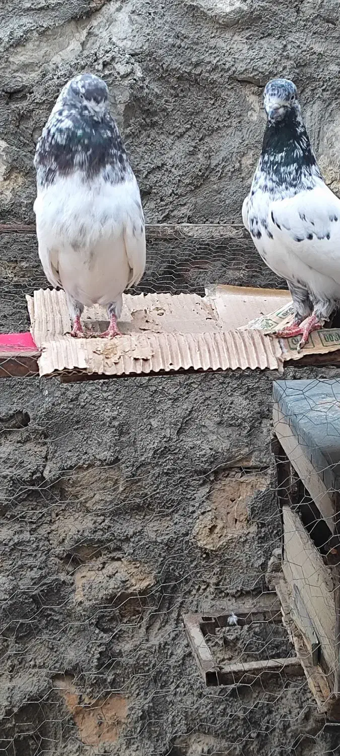 کبوتر کله قرمز|پرنده|خزل, |دیوار